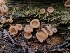  ( - FDS-CA-03516)  @11 [ ] by-nc (2024) Fresno Mycology Society Fungal Diversity Survey