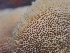  ( - HAY-F-006347)  @11 [ ] by (2023) Mandy Hackney Fungal Diversity Survey