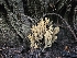 ( - FDS-CA-02283)  @11 [ ] by (2024) Mandy Hackney Fungal Diversity Survey