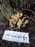  ( - FDS-CA-02283)  @11 [ ] by (2024) Mandy Hackney Fungal Diversity Survey