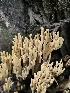  ( - FDS-CA-02283)  @11 [ ] by (2024) Mandy Hackney Fungal Diversity Survey