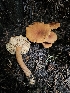  ( - FDS-CA-02285)  @11 [ ] by (2024) Mandy Hackney Fungal Diversity Survey