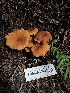 ( - FDS-CA-02285)  @11 [ ] by (2024) Mandy Hackney Fungal Diversity Survey