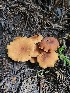  ( - FDS-CA-02285)  @11 [ ] by (2024) Mandy Hackney Fungal Diversity Survey