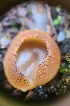  ( - FDS-CA-03535)  @11 [ ] by-nc (2024) Fresno Mycology Society Fungal Diversity Survey