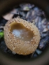  ( - FDS-CA-03535)  @11 [ ] by-nc (2024) Fresno Mycology Society Fungal Diversity Survey