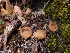  ( - FDS-CA-03535)  @11 [ ] by-nc (2024) Fresno Mycology Society Fungal Diversity Survey