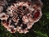  (Hydnellum sp. diabolus-PNW06 - FDS-CA-02288)  @11 [ ] by (2024) Mandy Hackney Fungal Diversity Survey
