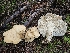  (Hydnum - FDS-CA-02277)  @11 [ ] by (2024) Mandy Hackney Fungal Diversity Survey