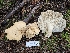  ( - FDS-CA-02277)  @11 [ ] by (2024) Mandy Hackney Fungal Diversity Survey
