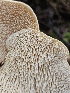  ( - FDS-CA-02277)  @11 [ ] by (2024) Mandy Hackney Fungal Diversity Survey