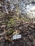  ( - FDS-CA-00051)  @11 [ ] by-nc (2024) Dean Lyons Fungal Diversity Survey