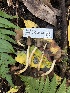  ( - FDS-CA-00054)  @11 [ ] by-nc (2024) Dean Lyons Fungal Diversity Survey