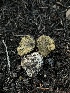  ( - FDS-CA-00062)  @11 [ ] by-nc (2024) Dean Lyons Fungal Diversity Survey