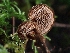  ( - FDS-CA-02293)  @11 [ ] by (2024) Mandy Hackney Fungal Diversity Survey