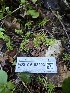  ( - FDS-CA-02293)  @11 [ ] by (2024) Mandy Hackney Fungal Diversity Survey