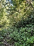  ( - FDS-CA-02293)  @11 [ ] by (2024) Mandy Hackney Fungal Diversity Survey