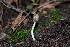  ( - FDS-CA-00054)  @11 [ ] by-nc (2024) Dean Lyons Fungal Diversity Survey