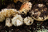  (Russula sp. CA22 - FDS-CA-00051)  @11 [ ] by-nc (2024) Dean Lyons Fungal Diversity Survey
