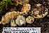  ( - FDS-CA-00051)  @11 [ ] by-nc (2024) Dean Lyons Fungal Diversity Survey