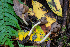  ( - FDS-CA-00054)  @11 [ ] by-nc (2024) Dean Lyons Fungal Diversity Survey