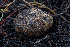  ( - FDS-CA-00062)  @11 [ ] by-nc (2024) Dean Lyons Fungal Diversity Survey