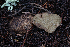  ( - FDS-CA-00062)  @11 [ ] by-nc (2024) Dean Lyons Fungal Diversity Survey