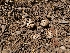  ( - FDS-CA-03544)  @11 [ ] by-nc (2024) Fresno Mycology Society Fungal Diversity Survey