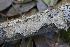  ( - FDS-CA-00958)  @11 [ ] by-nc (2024) Taye Bright Fungal Diversity Survey