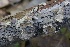  (Stereum ochraceoflavum - FDS-CA-00958)  @11 [ ] by-nc (2024) Taye Bright Fungal Diversity Survey