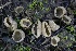  ( - FDS-CA-00960)  @11 [ ] by-nc (2024) Taye Bright Fungal Diversity Survey
