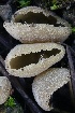  ( - FDS-CA-00960)  @11 [ ] by-nc (2024) Taye Bright Fungal Diversity Survey