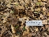  ( - FDS-CA-03548)  @11 [ ] by-nc (2024) Fresno Mycology Society Fungal Diversity Survey