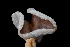  ( - FDS-CA-03548)  @11 [ ] by-nc (2024) Fresno Mycology Society Fungal Diversity Survey