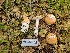  ( - FDS-CA-03557)  @11 [ ] by-nc (2024) Fresno Mycology Society Fungal Diversity Survey