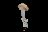  ( - FDS-CA-03557)  @11 [ ] by-nc (2024) Fresno Mycology Society Fungal Diversity Survey