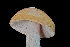  ( - FDS-CA-03557)  @11 [ ] by-nc (2024) Fresno Mycology Society Fungal Diversity Survey