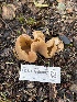 ( - FDS-CA-00067)  @11 [ ] by-nc (2024) Dean Lyons Fungal Diversity Survey