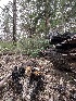  ( - FDS-CA-00075)  @11 [ ] by-nc (2024) Dean Lyons Fungal Diversity Survey