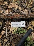  ( - FDS-CA-03302)  @11 [ ] by (2024) Justin Paulin Fungal Diversity Survey
