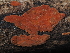  (Peniophora sp. CA01 - FDS-CA-03302)  @11 [ ] by (2024) Justin Paulin Fungal Diversity Survey
