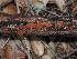  ( - FDS-CA-03302)  @11 [ ] by (2024) Justin Paulin Fungal Diversity Survey