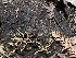  ( - FDS-CA-03304)  @11 [ ] by (2024) Justin Paulin Fungal Diversity Survey