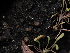  ( - FDS-CA-03304)  @11 [ ] by (2024) Justin Paulin Fungal Diversity Survey