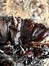 ( - FDS-CA-02068)  @11 [ ] by-nc (2024) Bat Vardeh Fungal Diversity Survey