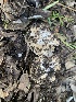  ( - FDS-CA-02019)  @11 [ ] by-nc (2024) Bat Vardeh Fungal Diversity Survey