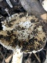  ( - FDS-CA-02019)  @11 [ ] by-nc (2024) Bat Vardeh Fungal Diversity Survey