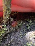  ( - FDS-CA-02057)  @11 [ ] by-nc (2024) Bat Vardeh Fungal Diversity Survey