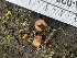  ( - FDS-CA-02057)  @11 [ ] by-nc (2024) Bat Vardeh Fungal Diversity Survey