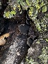  ( - FDS-CA-02058)  @11 [ ] by-nc (2024) Bat Vardeh Fungal Diversity Survey